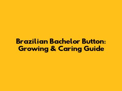 Brazilian Bachelor Button: Growing & Caring Guide