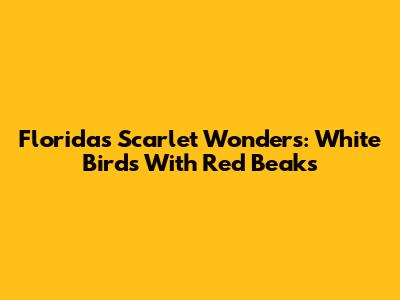 Florida's Scarlet Wonders: White Birds With Red Beaks