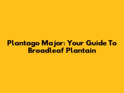 Plantago Major: Your Guide To Broadleaf Plantain