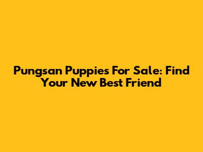 Pungsan Puppies For Sale: Find Your New Best Friend